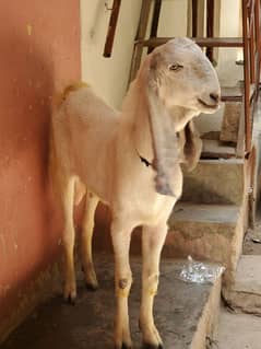 rajanpuri 2 dant bakra best for qurbani and breeding