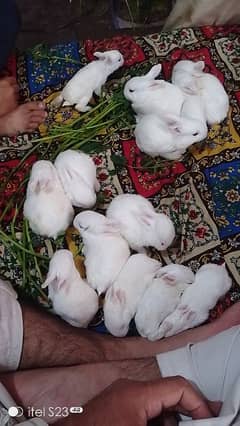 rebitt for sale 1 pics 2500