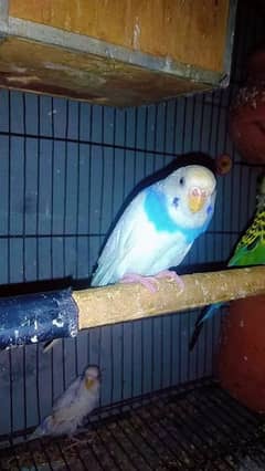 bread pair only Hammad budgies