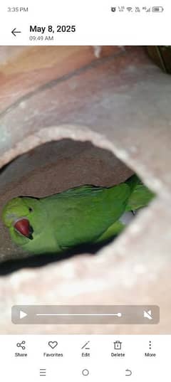 Ringneck