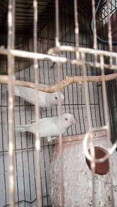 urgent sale awesome offer  2 pairs 1 pair is albino and 2 is cocktail