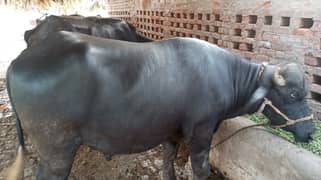qurbani wala jhota