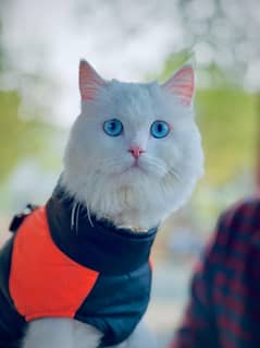 Persian Tripple Coat Cat (Doll face)