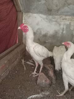 1 Heera Male 2 Heera Females
