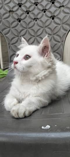Persian cat baby very beautiful
