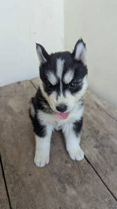Husky