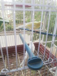 canary