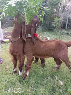goats for sale
