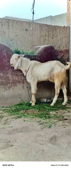 Heavyweight dunda Bakra