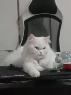 Persian