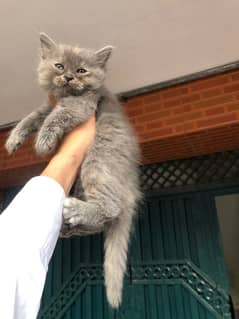 For. sale. Grey. Kitten . Female . Male . available .