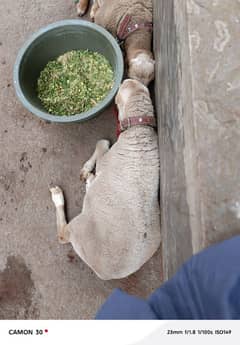my dumba