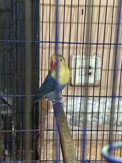Lovebirds with cage for sale
