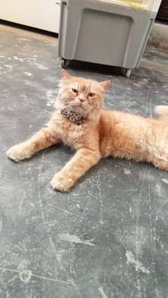 persian cat triple cod