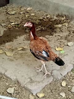2 female