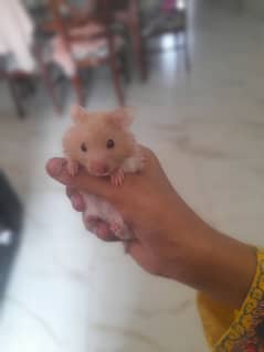 female hamster for sell