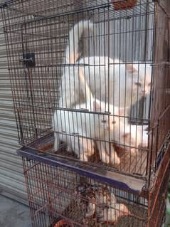 Persian cat kitten and female cat kitten 7000 pr pees cat 1o k