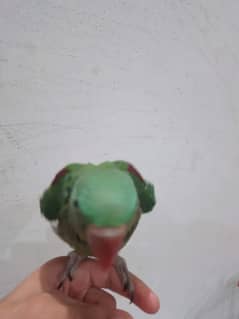 PARROT FOR SALE