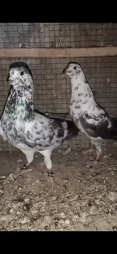 chapra pair