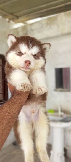 Siberian