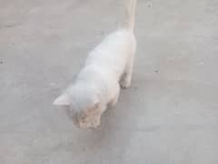 cat for sale