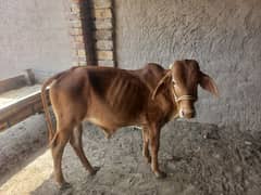 bachra