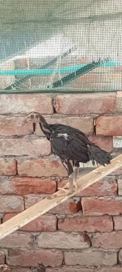 old mushka breed