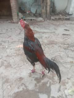 Aseel  mianwali breder murga for sale or exchange possible 03058529877