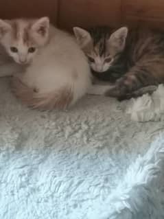 baby kittens 1 month old
