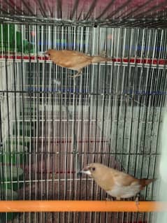 birds