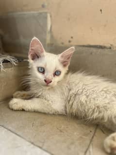 Persian