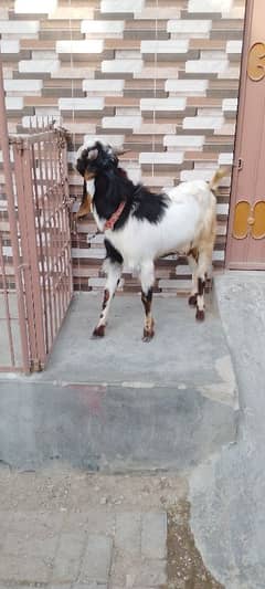 Bhai