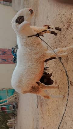 Qurbani 2025 dumba