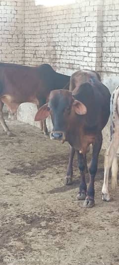 bulls sale for Eid