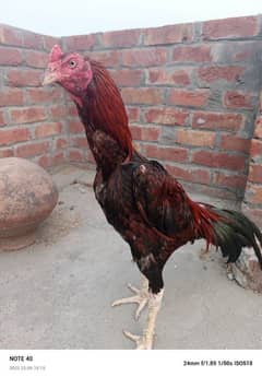 Murgha Pakistani croos ma ha pathi Japanese thai cross ma ha