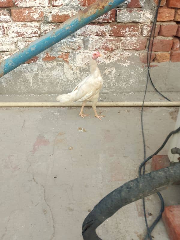 aseel Heera murga for sale 3