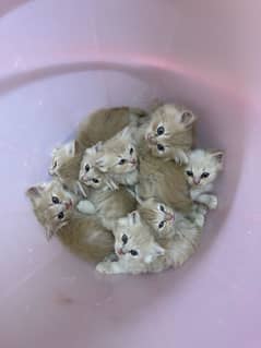 Persian Kittens