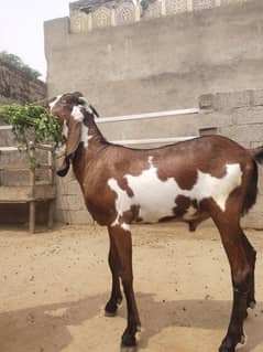 Bakra