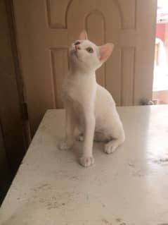 Single fur pure white female and male with little black spot on head.