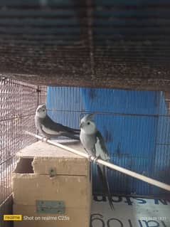 Bahi par pice 2400 ka he  jiz bhi bahi ko chahie wo rabta kare