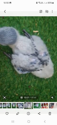 African grey Baby