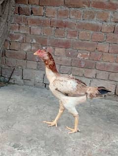 Pakistani aseel madi