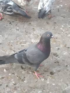 Highflyer pigeon available for shelter (3149452175)