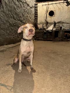 PITT BULL FEMALE
