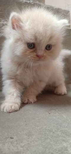 punce face kitten halty active latreen trand hy. . . 0303_428-6914