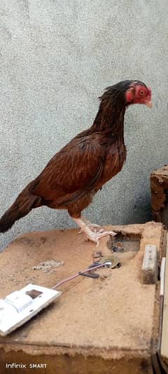 pure Reza pathi for sale