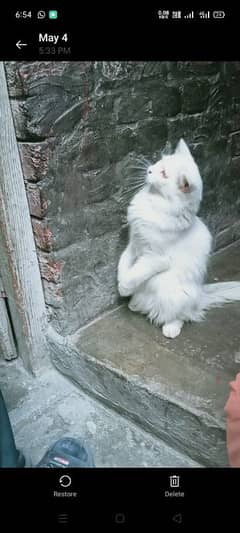 persion cat for sale