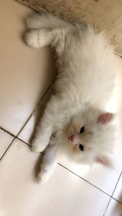 persian kitten