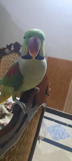 Raw parrot breeding pair & hand tame for sale