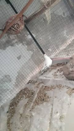 Pide dove pair